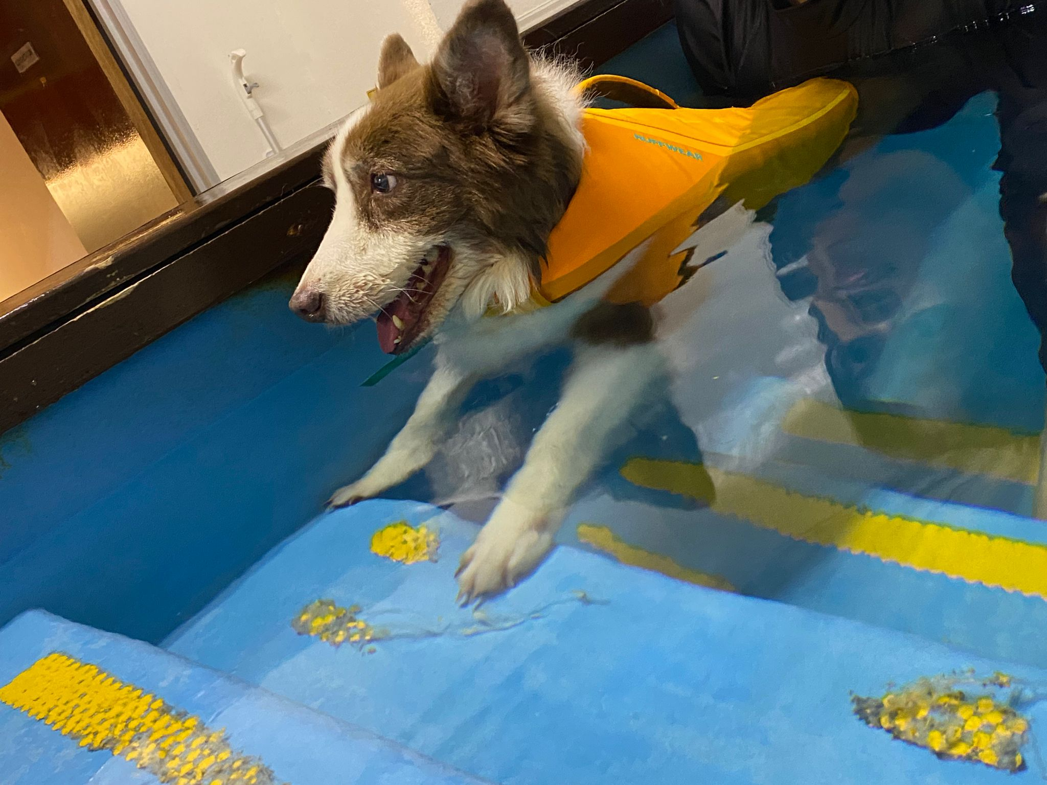 A dog in a comfortable environment with a pool and toys