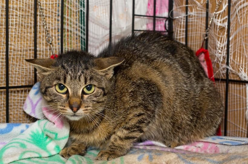 starting an animal shelter