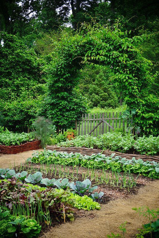 carré potager légumes