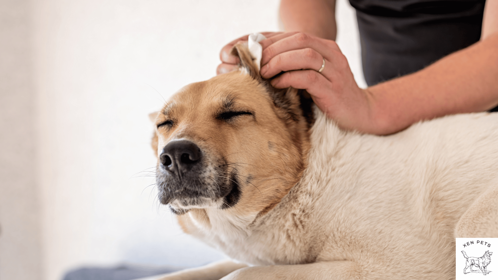 dog with smelly ears