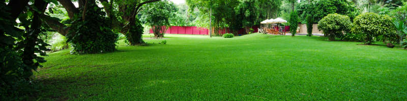 well-maintained lawn