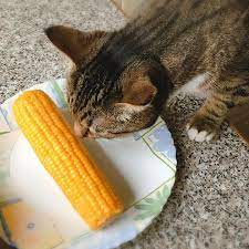 Can cats eat sweetcorn and how often? Find out now!