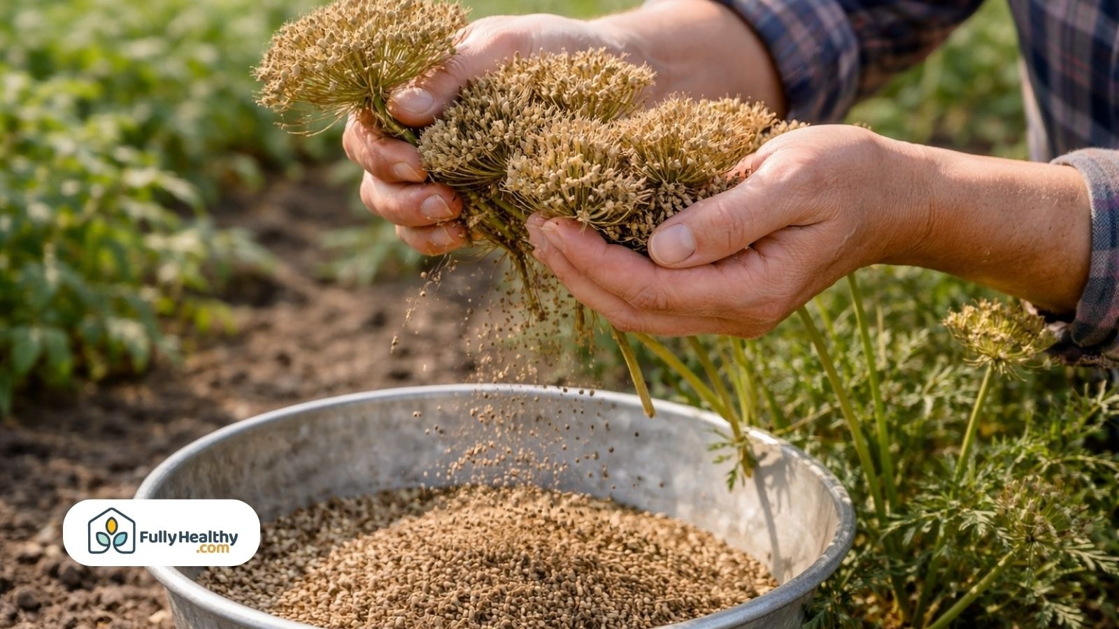 Hands harvesting dried carrot seed heads into a metal container outdoors