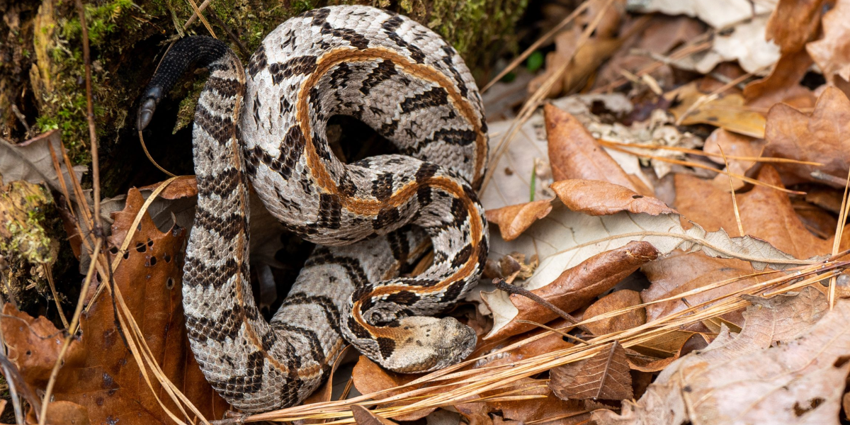 Timber snake, rattle snake 
