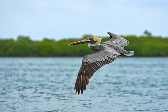 pelican, bird, wildlife