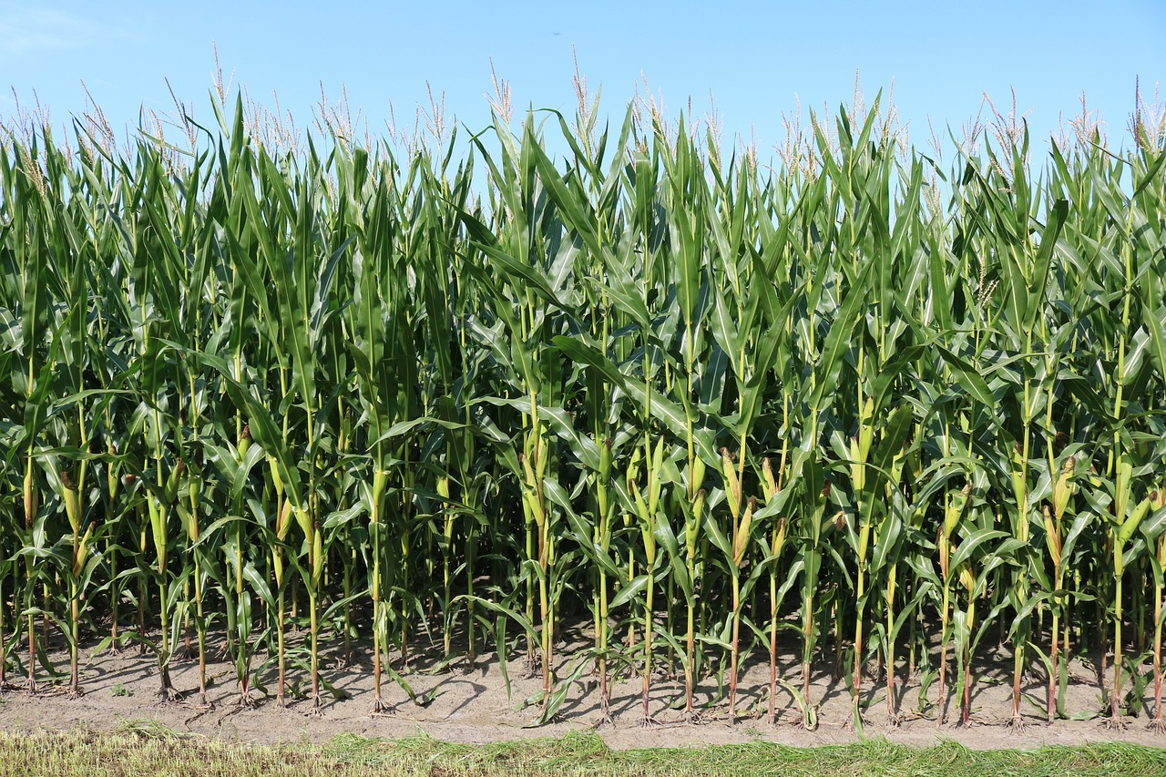 how to keep crows out of corn