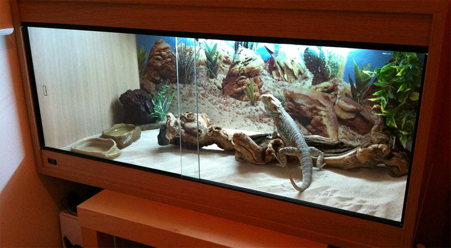 old fish tank for juvenile bearded dragons