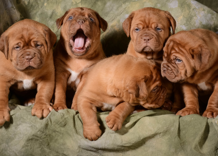 A photo of a litter of puppies with one being gently held, demonstrating how to pick a puppy from a litter based on breed and size.