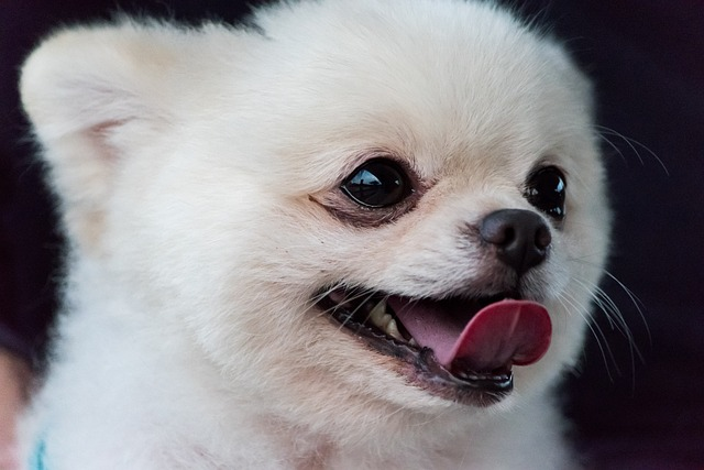 cute, teacup pomeranian, teacup pomeranians, pomeranian dog, small and toy breeds, other dogs, pom puppy, american kennel club, toy breed, teacup pomeranian, veterinarian regularly, black skin disease