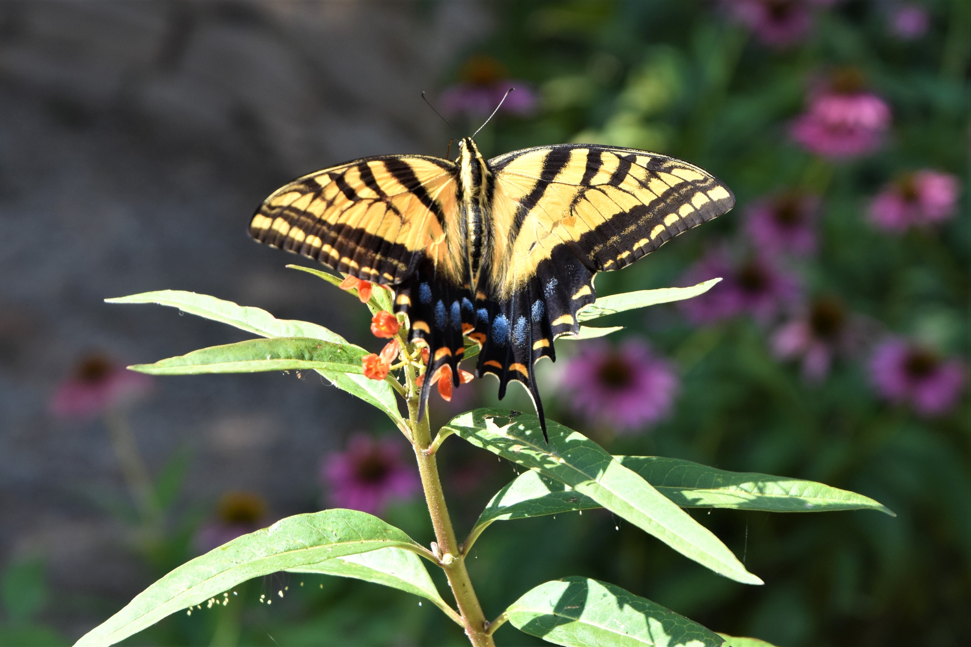 Swallowtail butterfly on milkweed Swallowtail butterfly on milkweed