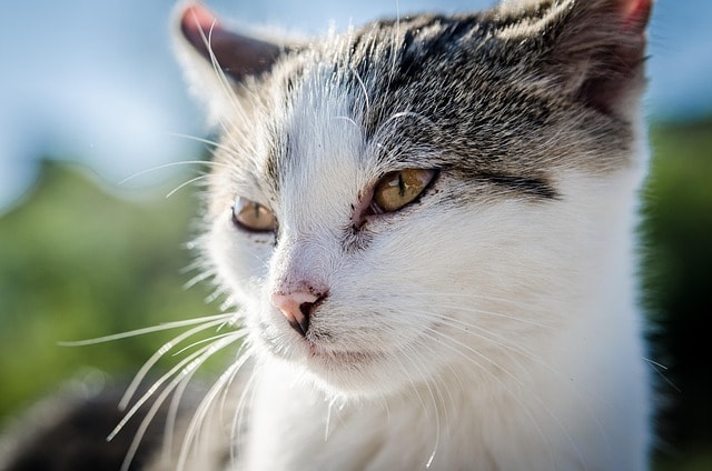 kat