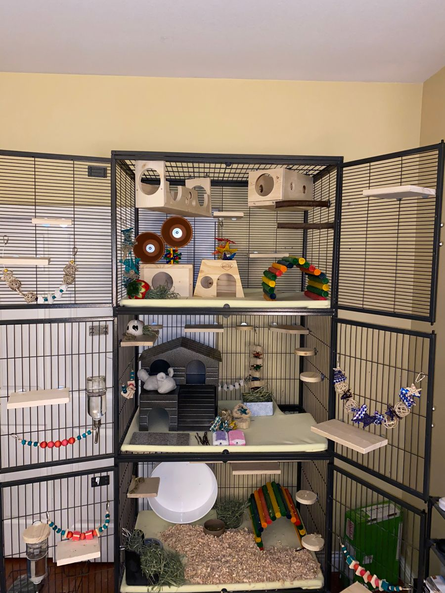 Chinchilla Cage Setup Ideas (Layouts & Necessities)