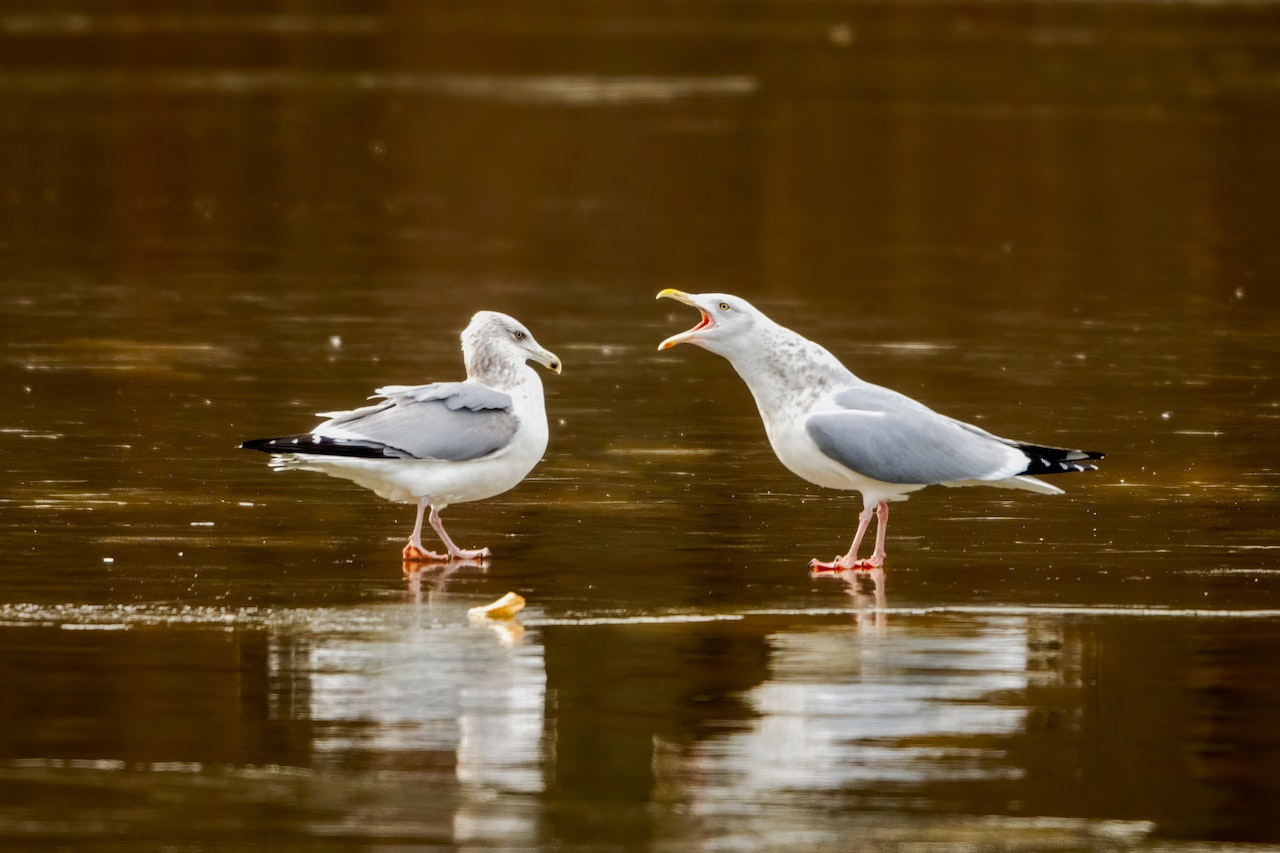 difference between male and female seagulls