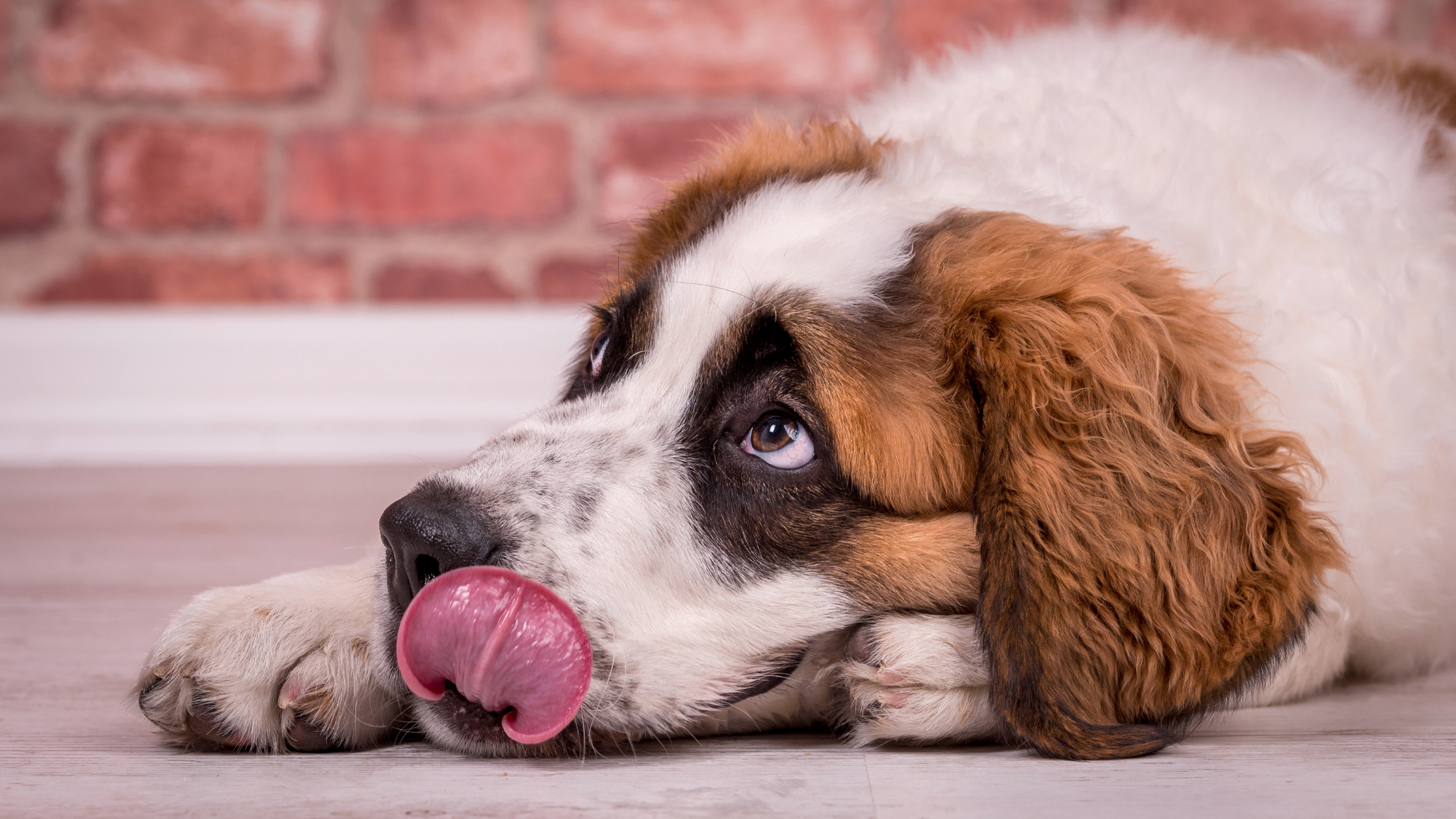 A St. Bernard licking his lips and looking on with gentle eyes