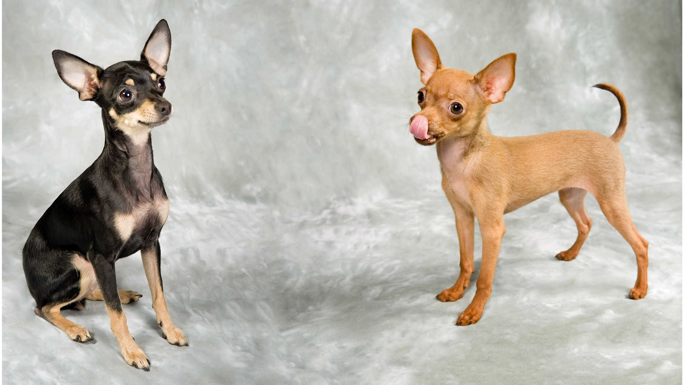 Two RTT with a grey background