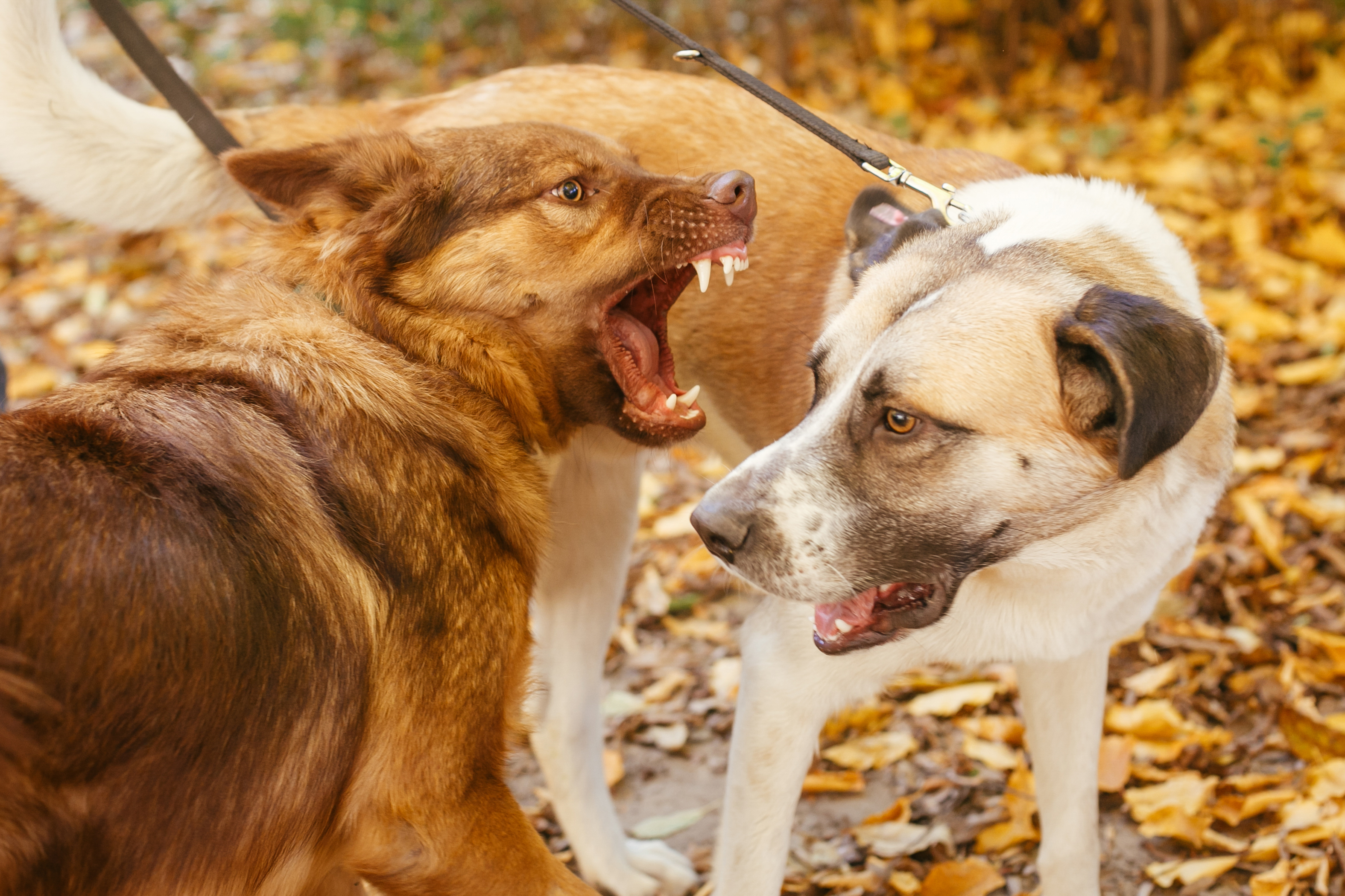 Dog Bites personal Injury Claim