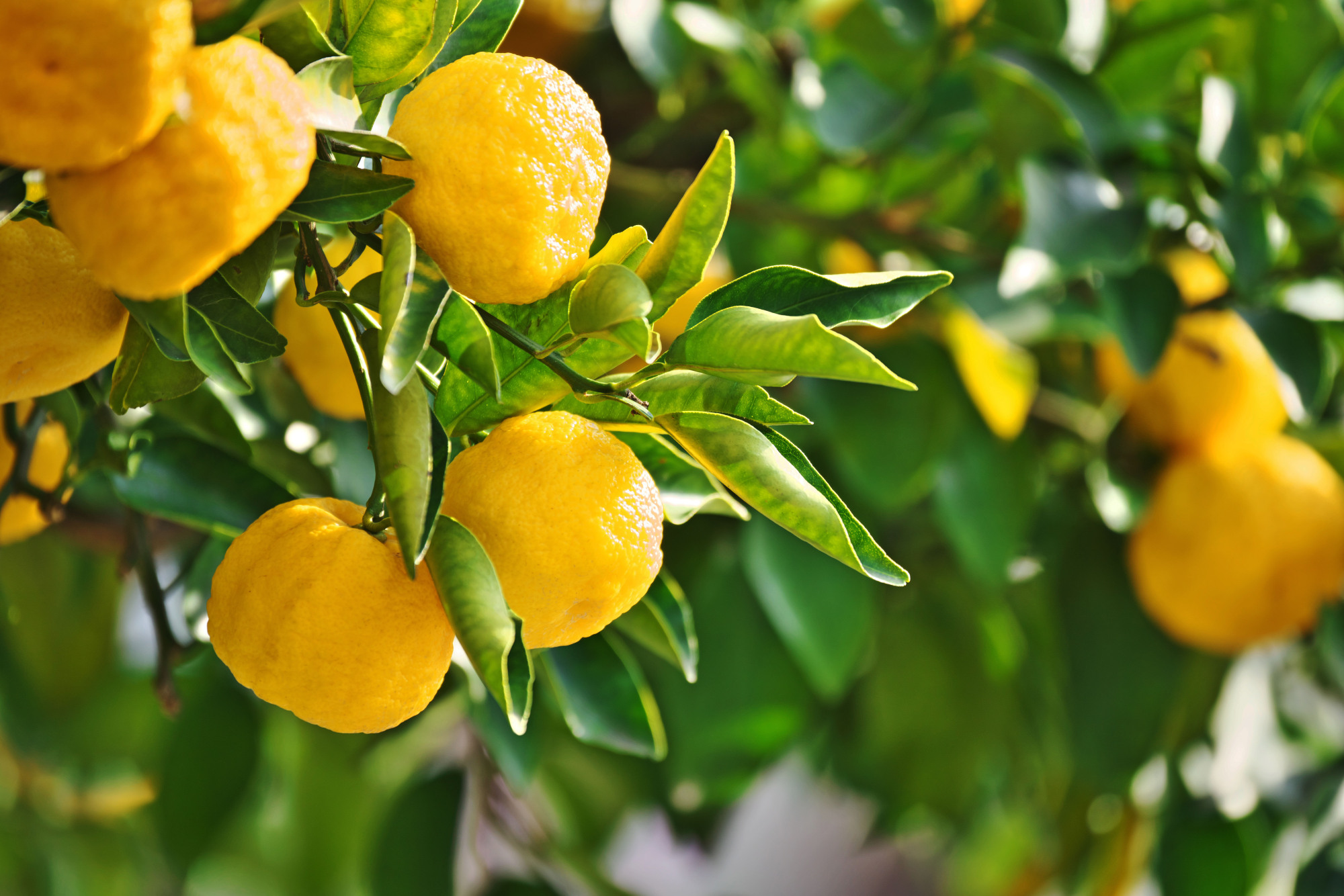 Yuzu Citrus Fruit, Photo via Japan Times