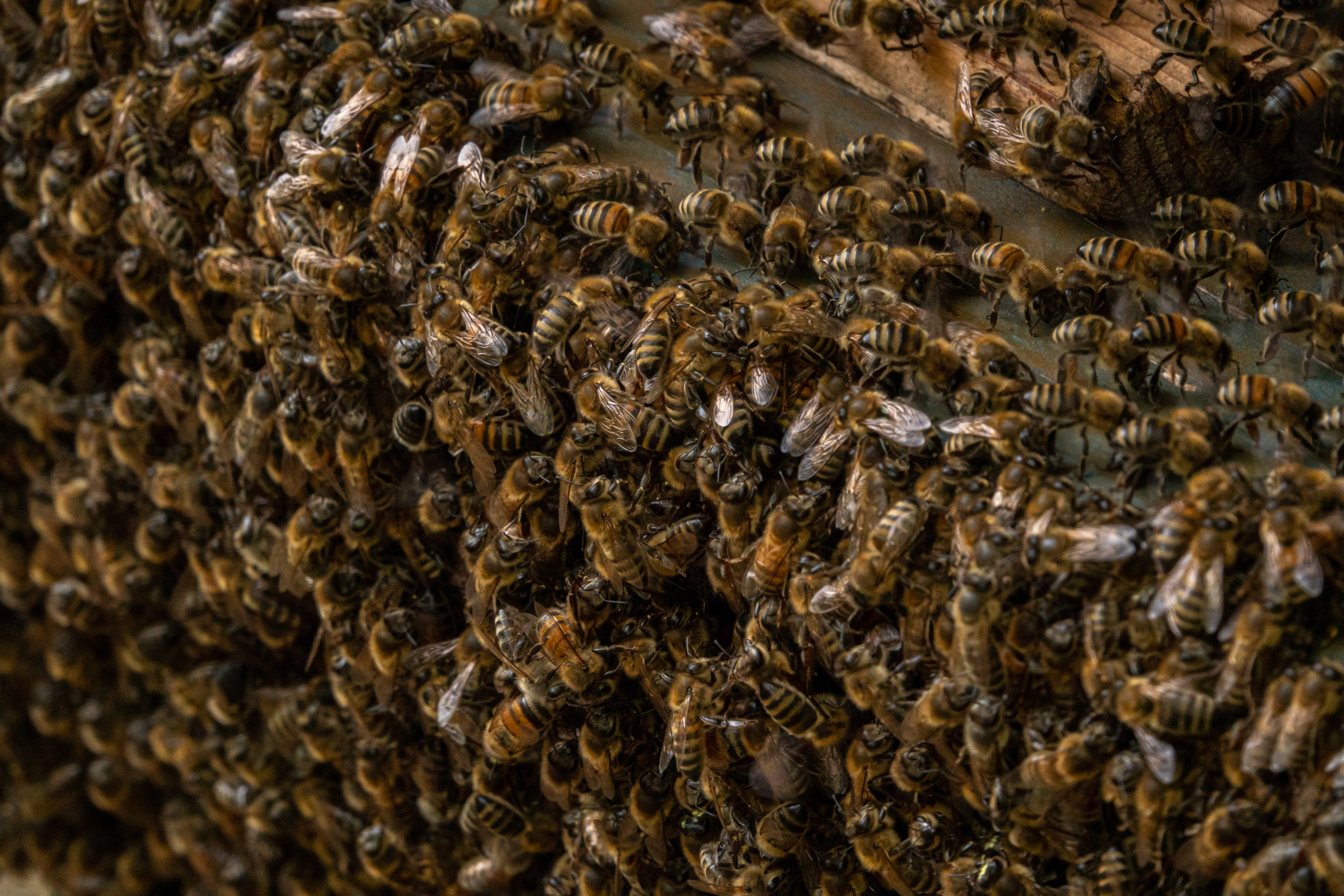 Bee Bearding - a beekeeping phenomenon