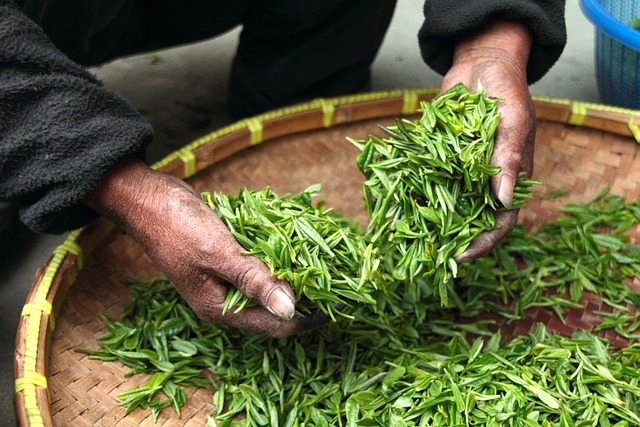 tea, leaves, hands