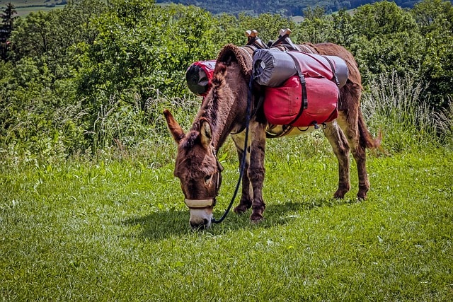 A mule with camping gear loaded on its back
