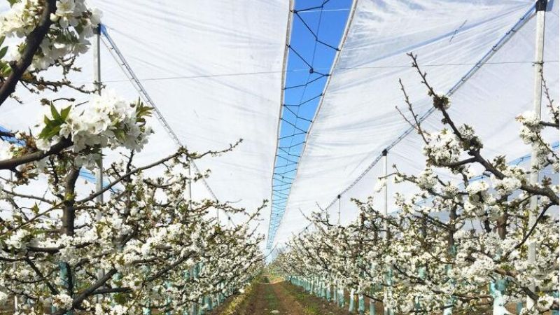 Kunststof regenhoes dekzeilen voor Cherry