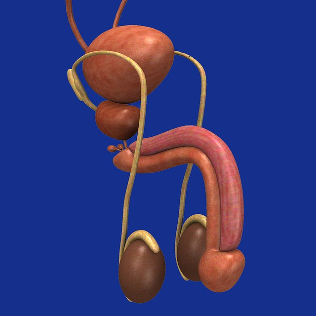 penis, genitals, apparatus
