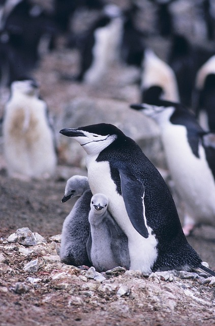 chinstrap penguin, penguins, mother