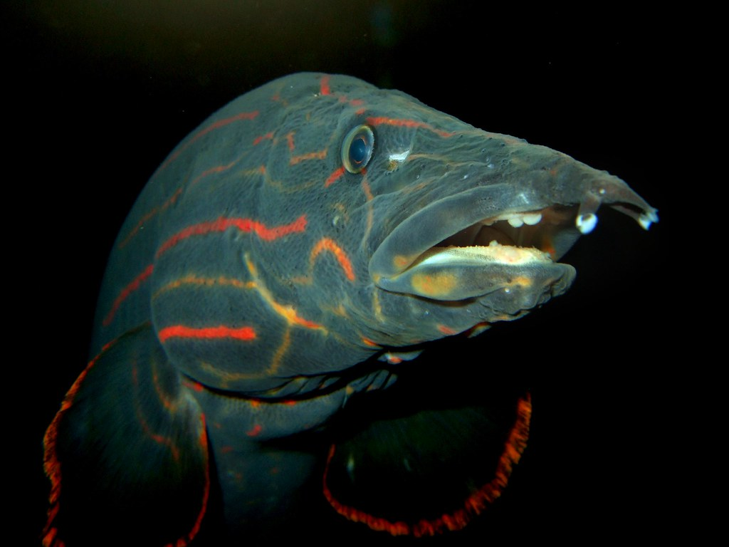 Freshwater aquarium eels are they really eels