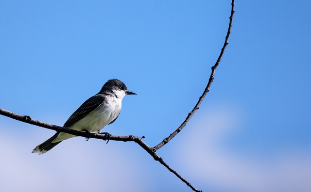 eastern kingbird, tyrannus tyrannus, avian