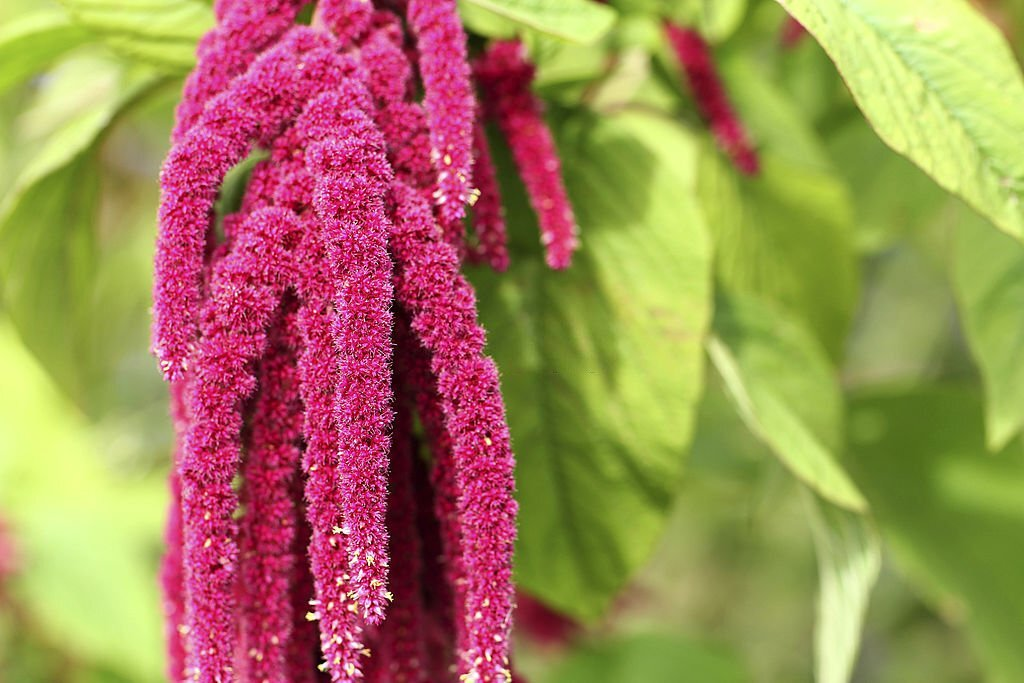 28 Beautiful Flower Names That Start With A 14