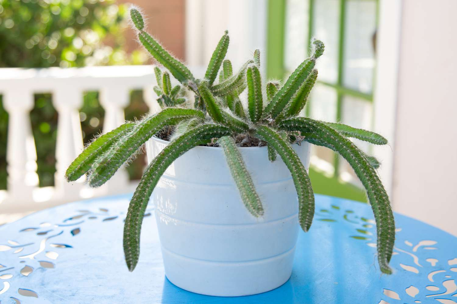 drought tolerant, dog tail cactus