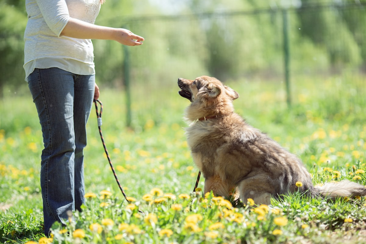 https://www.k9ofmine.com/how-to-find-a-dog-behaviorist-near-me/