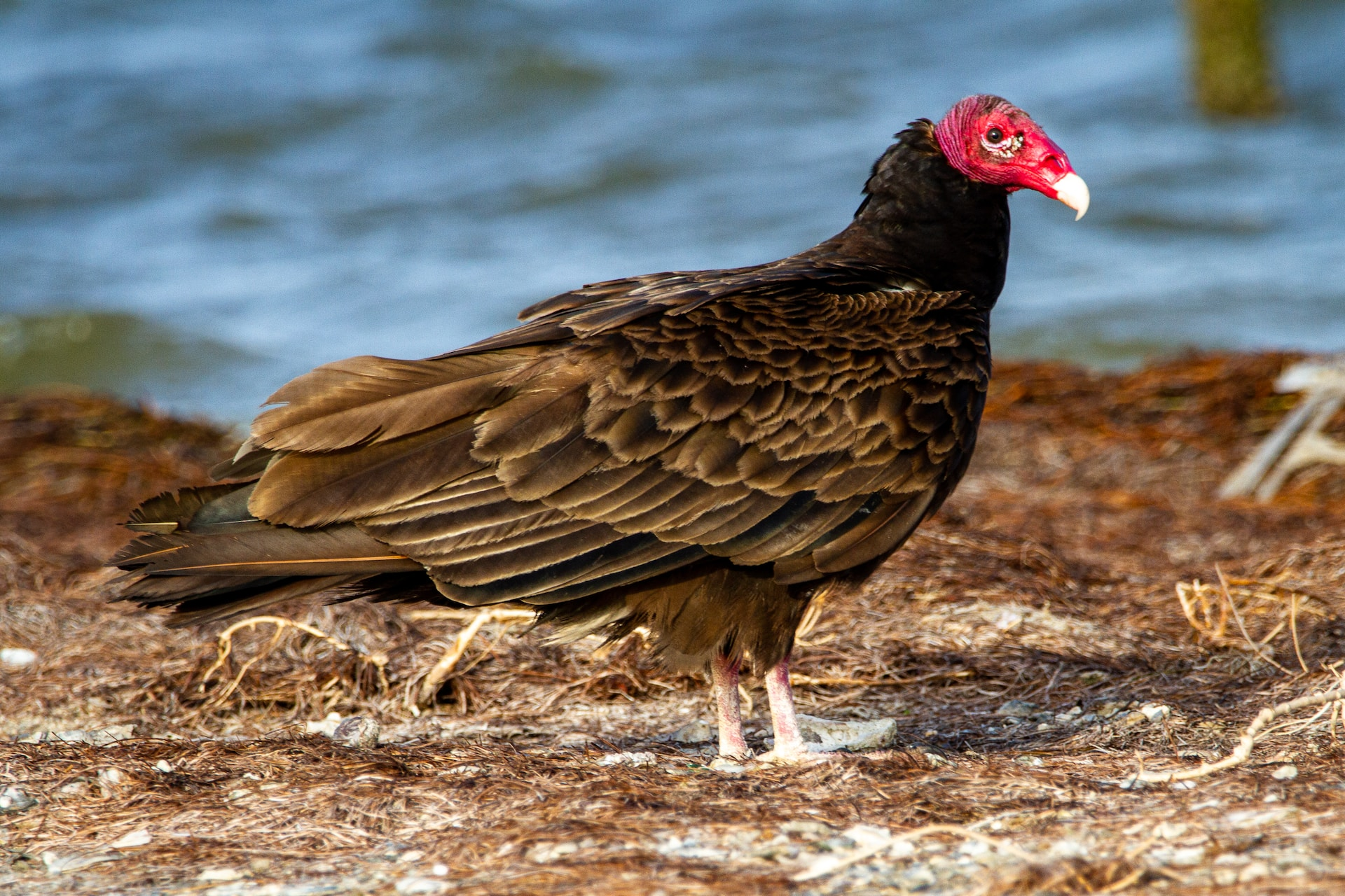 are turkey vultures dangerous to humans