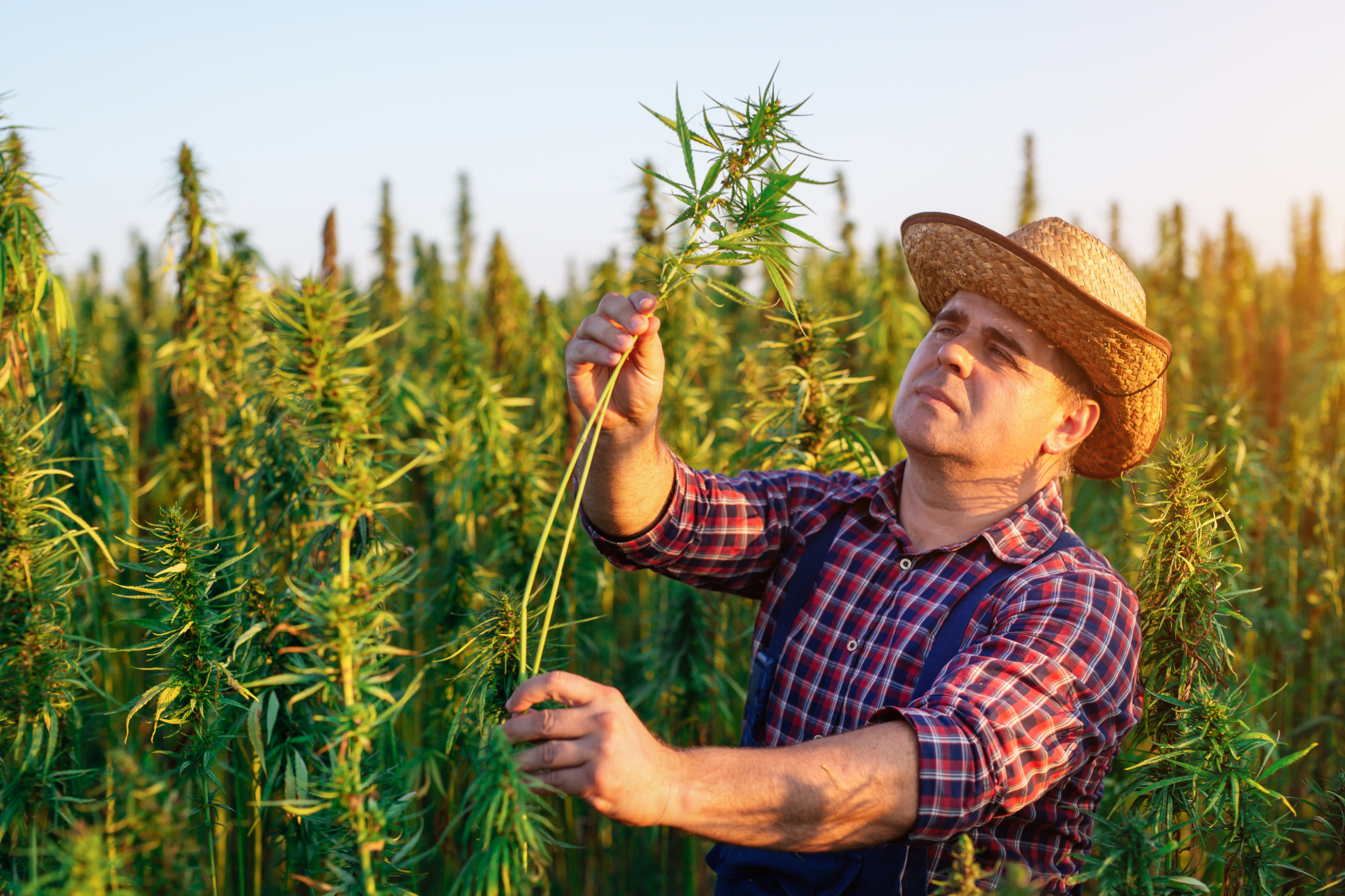 The Farm Bill, already federal law, could negatively impact farmers and ranchers who switched many crops to hemp, hurting a safety net and potentially hurting next generation farmers and ranchers.