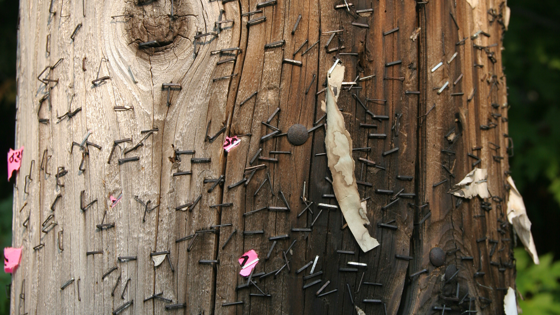 A telephone pole littered with nails and screws, posing a risk for any sawyer who might mill into it later.
