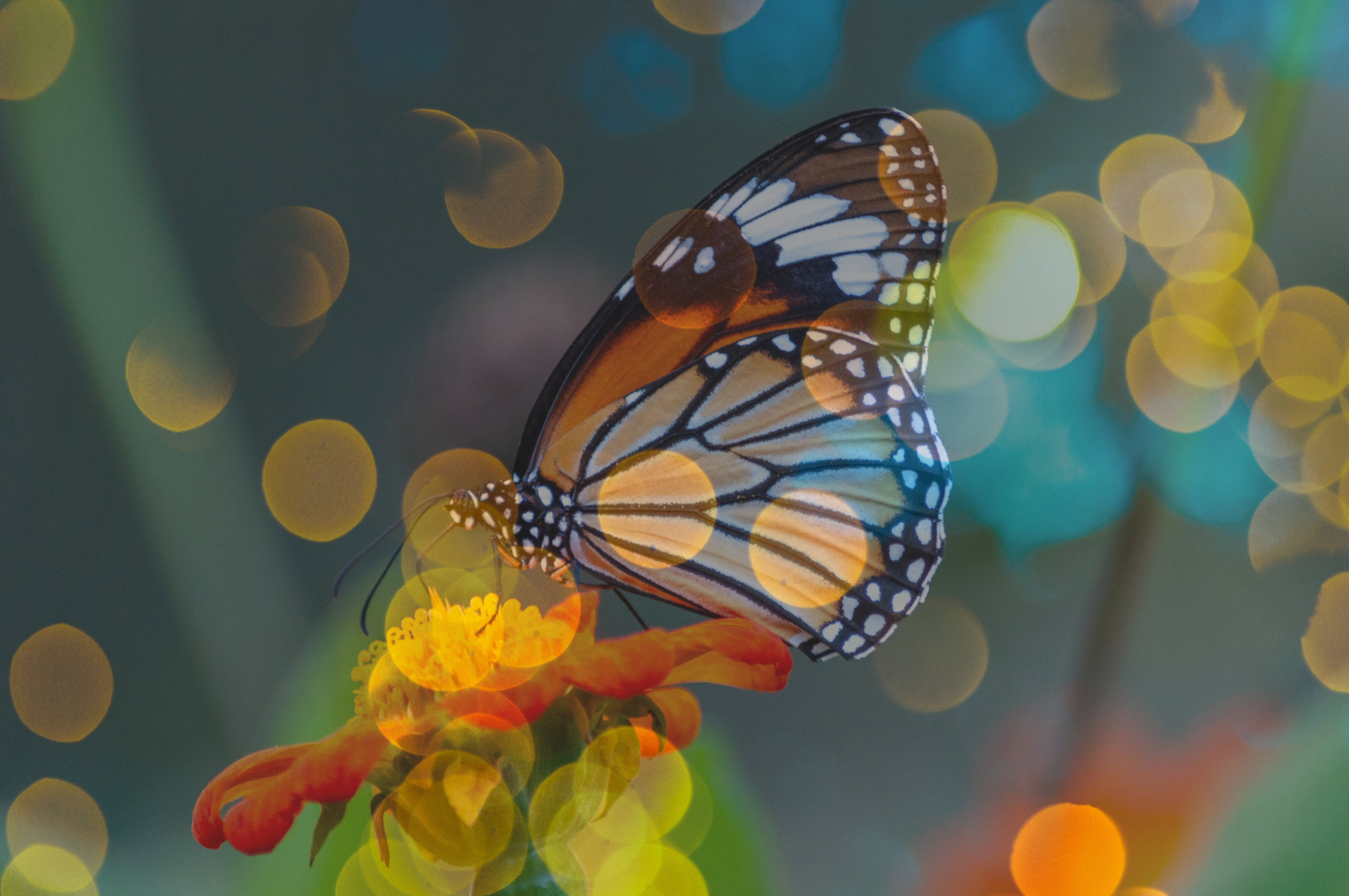 Bokeh effects on a picture