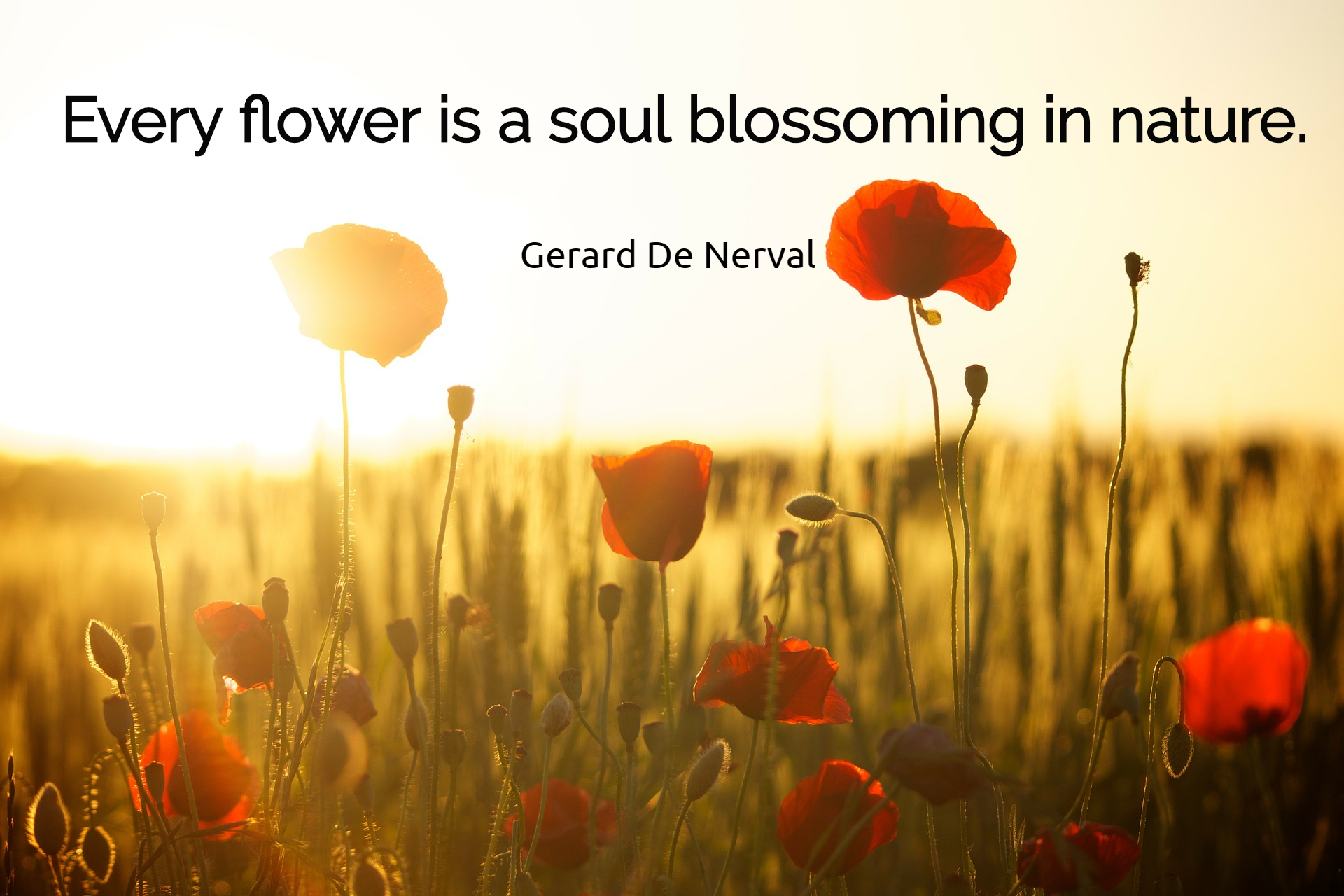 Every flower is a soul blossoming in nature; Gerard De Nerval: