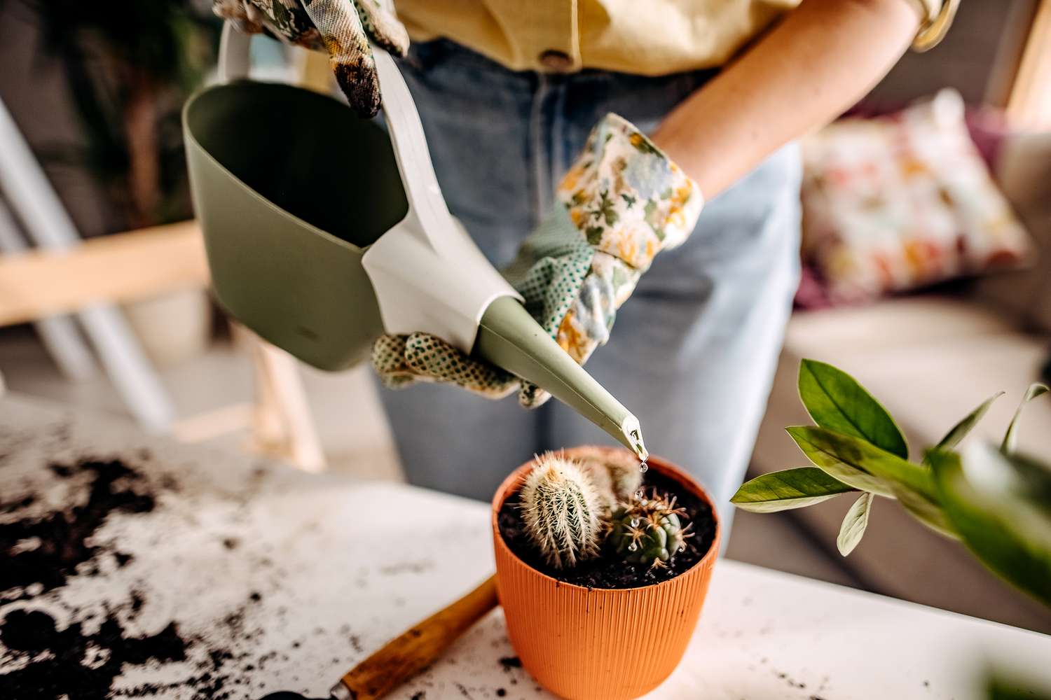 watering cactus, cacti