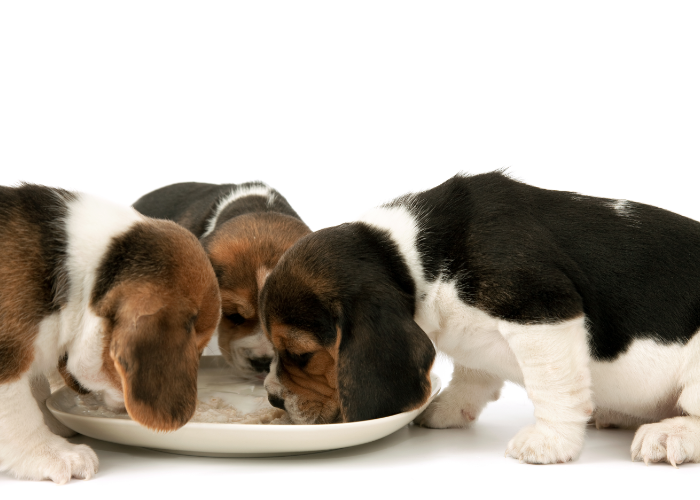 A puppy eating solid food for the first time