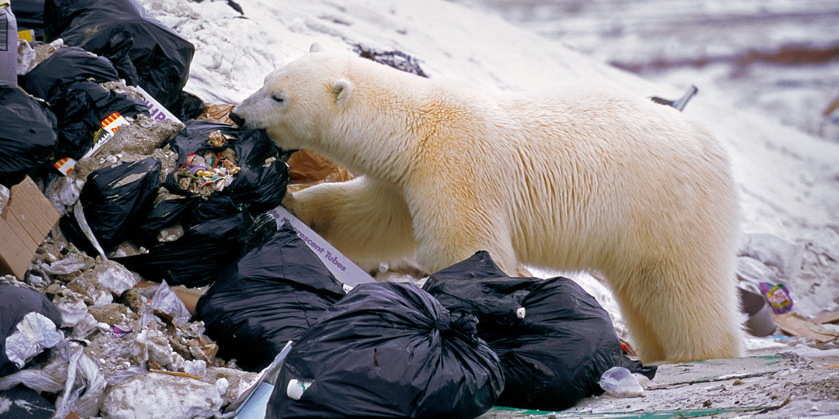 polar bear 