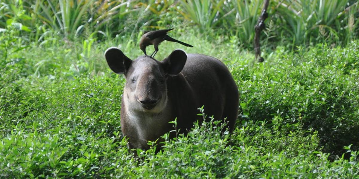 interesting animals in honduras