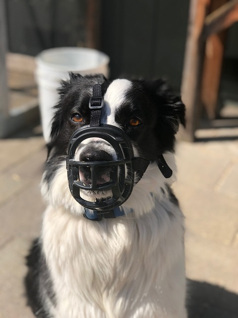 border collie, dog, dog sit