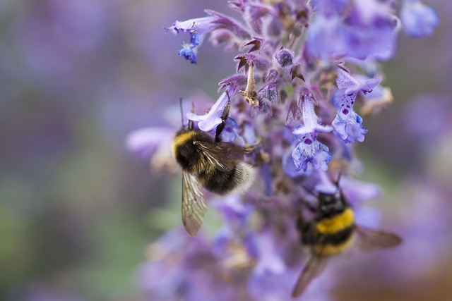 nepeta, bees, bee, wildlife, garden, plant, summer, nectar, insect, flora, nature, nepeta, nepeta, nepeta, nepeta, nepeta
