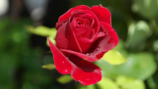 Adresse du client pour livraison de produits rose éternelle en france métropolitaine
