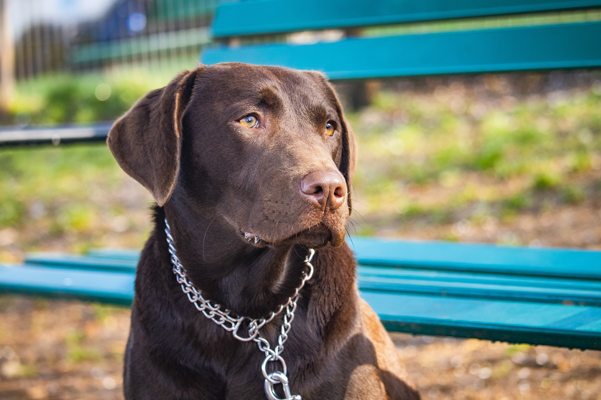 Are labs good guard dogs; guard dog