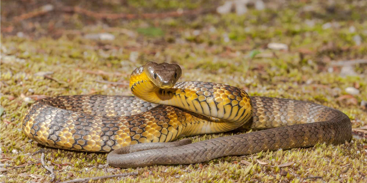 interesting animals in tasmania