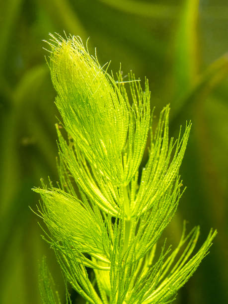 the hornwort