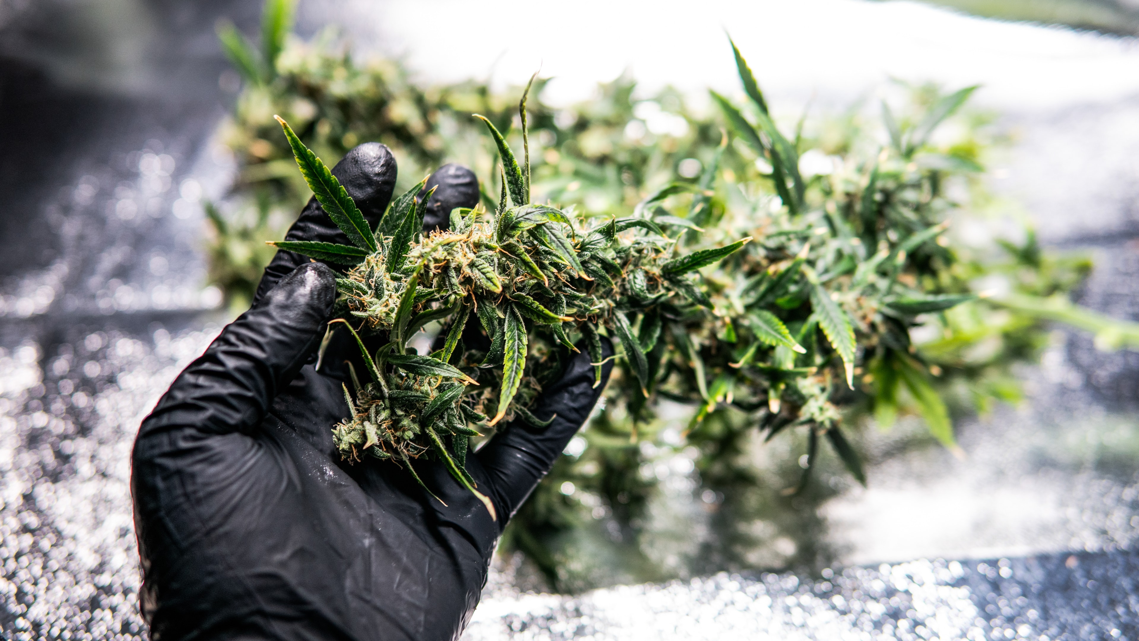 What Are the Five Strongest THCA Flower Hemp Strains?