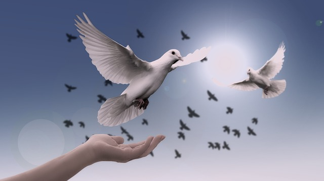 dove, peace, freedom in Christ Jesus