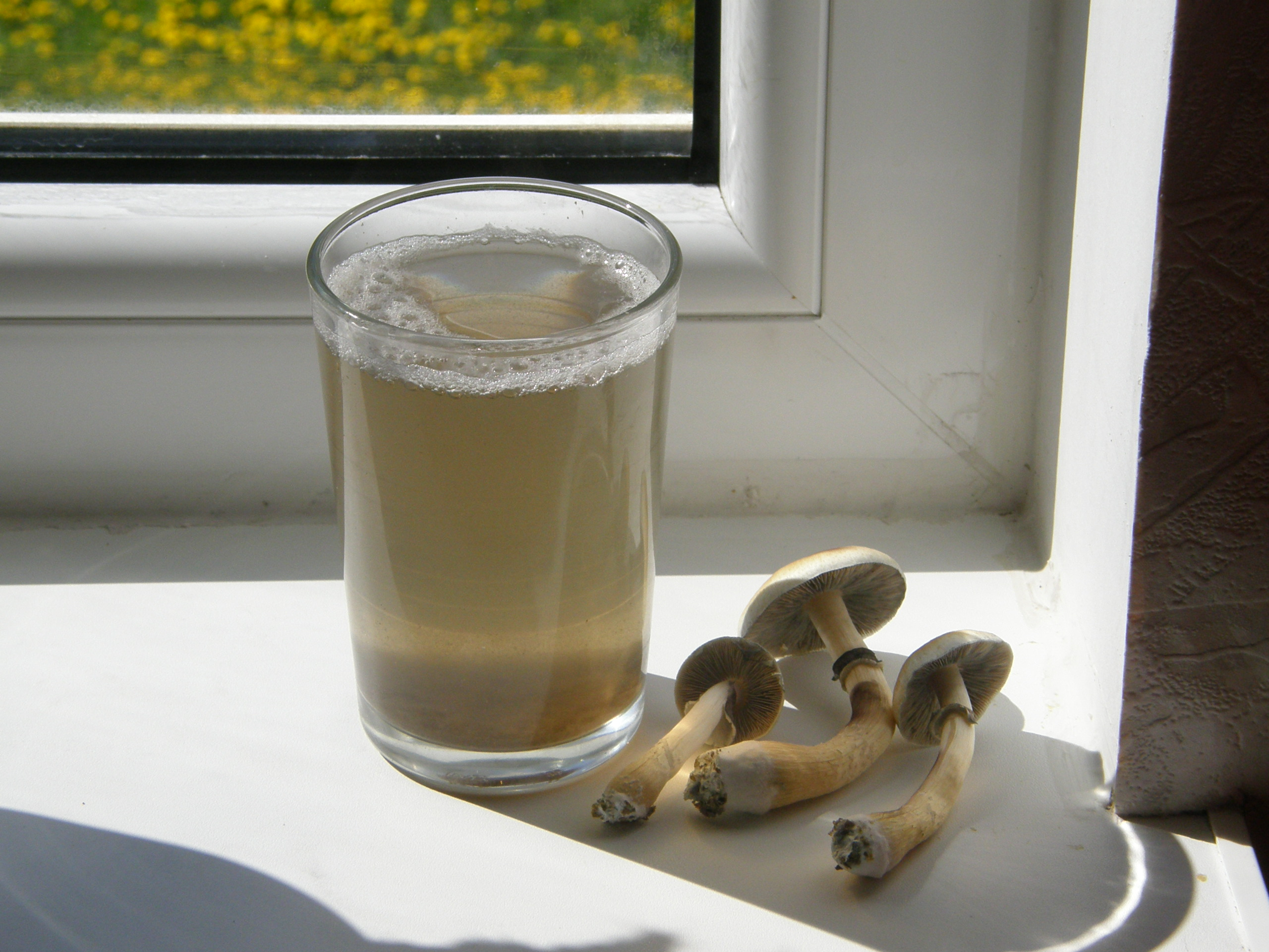 shroom tea, earthy flavor